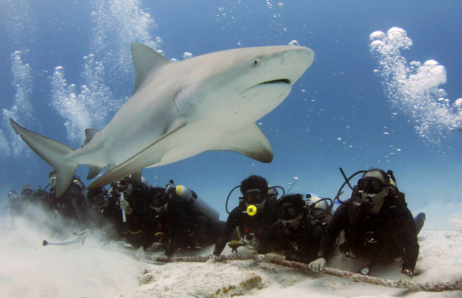 cenote_dive_tour_playa_del_carme_buceo_tiburon_toro_advanced
